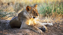 Safari  - 5 dagar & 4 nätter.