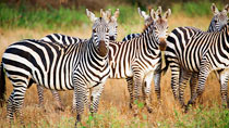 Safari  - 3 dagar & 2 nätter.