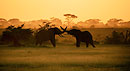 Safari i Kenya