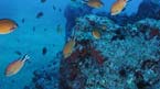 Submarine safari